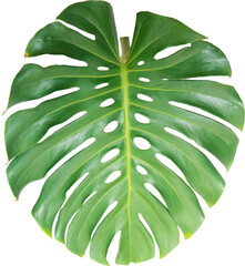 Green Monstera leaf on isolated transparency background.Tropical leaves object