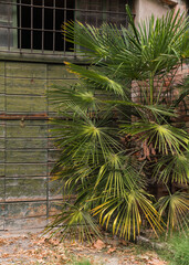 Old wall background, window and green palm 