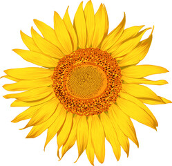 Sunflower flowers drawing transparency background.Floral object.