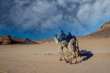 Fototapeta premium al ula landscape with camel