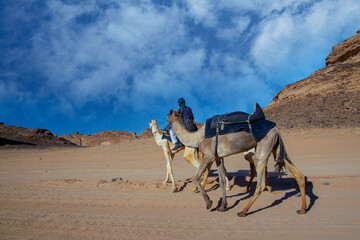Fototapeta premium al ula landscape with camel