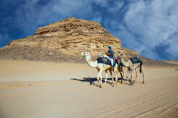 al ula landscape with camel
