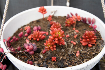 Fototapeta premium Close up of a variety of succulents plants