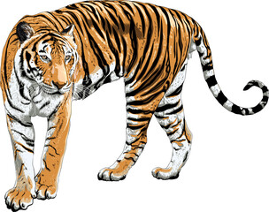Tiger drawing transparency background.Animal object