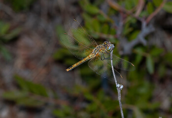 dragonfly is taking a break and resting because it resists the wind