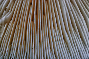 wood fungi parasites background, medicine forest wildlife