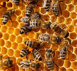 Bee with flower pollen.
Flower pollen, nectar and honey in comb. Color harmony.