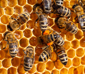 Bee with flower pollen.
Flower pollen, nectar and honey in comb. Color harmony.