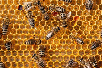 Bees with flower pollen.