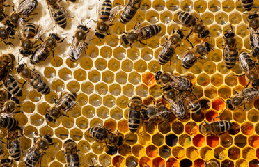 Flower pollen, nectar and honey in comb.
The bees bring nectar to the hive and fill the honeycomb with it.