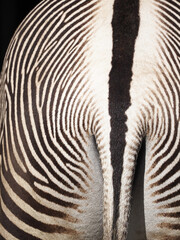Fototapeta na wymiar Zebra photographed from behind