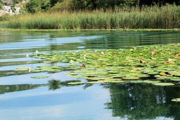 waterlilly on the Bacina lakes, Croatia
