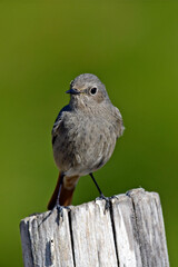 Black redstart - female // Hausrotschwanz - Weibchen (Phoenicurus ochruros) 
