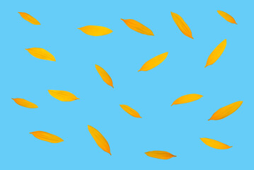 Yellow sunflower petals on a blue background