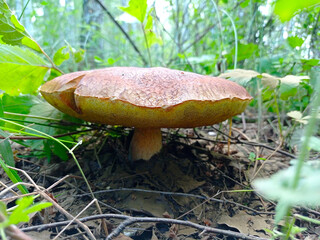 Beautiful closeup of forest mushrooms. Gathering mushrooms. Mushrooms photo, forest photo, forest background