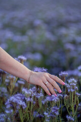 Girl's hand touches purple flowers in the field