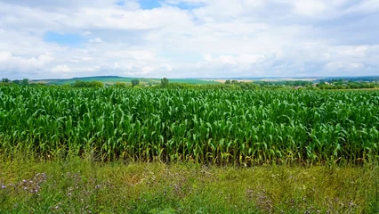 Wall murals Green corn field, corn on the cob