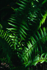 Fresh fern leaves on nature light shadow background. Low key photography style.