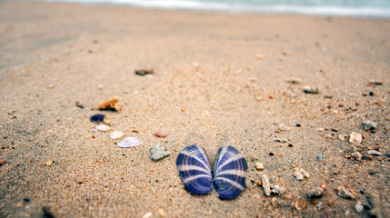 Shells and broken corals on sandy beach