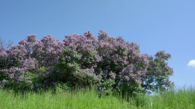 lilac bushes are blooming,beehive lilac bushes grow in nature in green grass