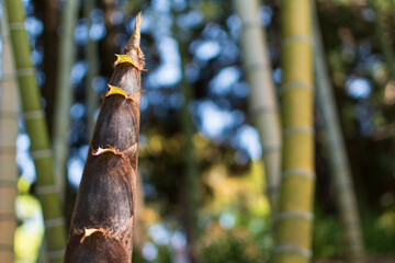 地面から伸びてきた竹の子　たけのこ　筍　野生の竹　竹林　日本　和食　Bamboo cub growing from the ground Bamboo shoot Bamboo shoot Wild bamboo Bamboo forest Japan Japanese food autumn Background material
