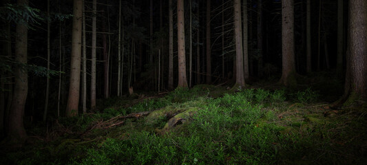 Dark landscape Black Forest background - Mystical forest with fir trees, spruce trees and blueberry...