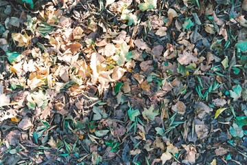 leaf pathway texture as background or wallpaper