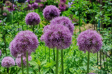 Purple flowers of elephant garlic used as ornamental plant in parks and gardens