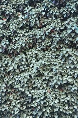 leaf texture as background or wallpaper