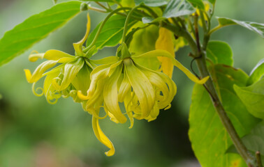 Ylang-Ylang flower on tree, for the manufacture of essential oil
