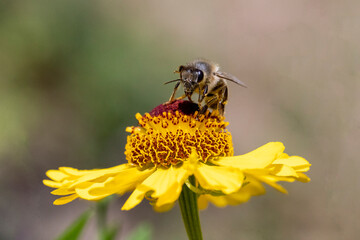 Biene sammelt Nektar auf gelber Blüte © scaleworker