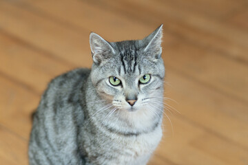 見つめる猫　サバトラ猫