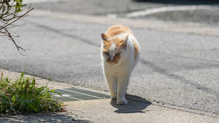 Fototapeta premium 歩く猫 茶白猫