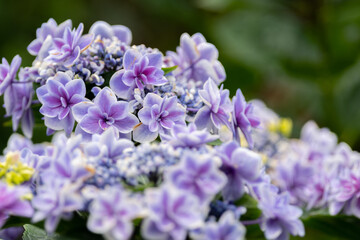 綺麗な紫陽花