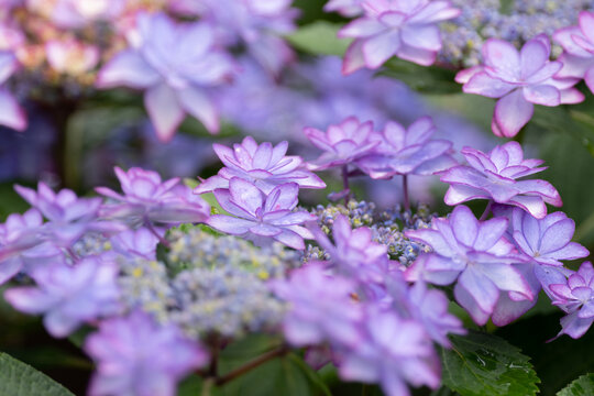 綺麗な紫陽花
