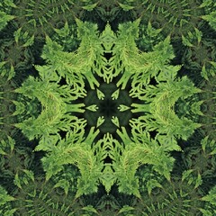 bush and hedge pattern and design with bright new growth against darker evergreen background