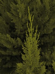 bush and hedge pattern and design with bright new growth against darker evergreen background