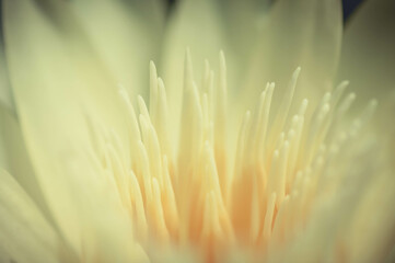 close up of a yellow lotus flower