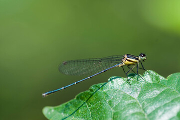 dragonfly on a leaf