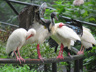 Straw-necked Ibis and white lbis