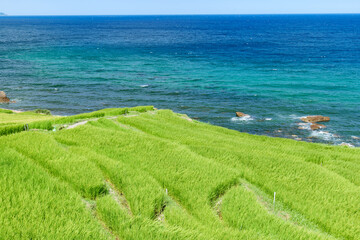夏の白米千枚田　石川県輪島市　8月