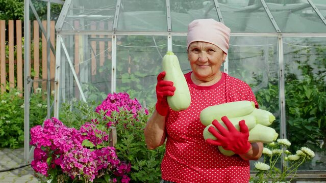 Farmer, aged woman holding ripe big marrows squash standing in front of greenhouse and flowering plants. Gardener shows harvest of zucchini. Grower, orchardist, pomiculturist demonstrates courgettes