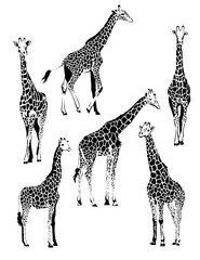Graphic collection of vector black and white giraffes