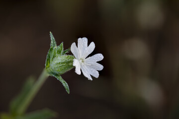 Fiore di campo di colore bianco. Silene latifolia, vegetazione spontanea in campi, prati,  biotopi...