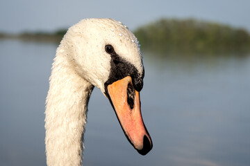 Close up portrait of white swan with water droplets beading off its face 