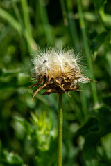 Dry flowerhead of a scotch thistle (onopordum acanthium) with a fly (diptera)