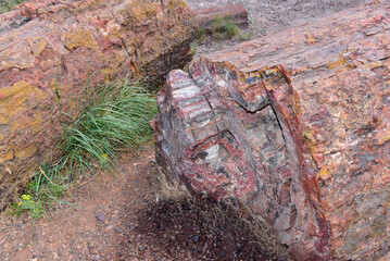 Stone close up Petrified Forest National Park in Arizona, EEUU.