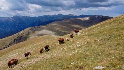 Caballos pastando en el Pirineo-Coll de Costabona