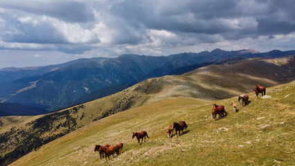 Caballos pastando en el Pirineo-Coll de Costabona