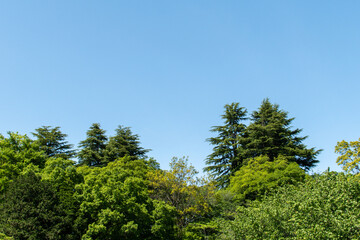 Fototapeta premium 新緑と青空の広がる のどかな風景 リラクゼーション イメージ 風景素材 背景 日本 所沢 Fresh green and blue sky Idyllic landscape relaxation image landscape material background Japan Tokorozawa